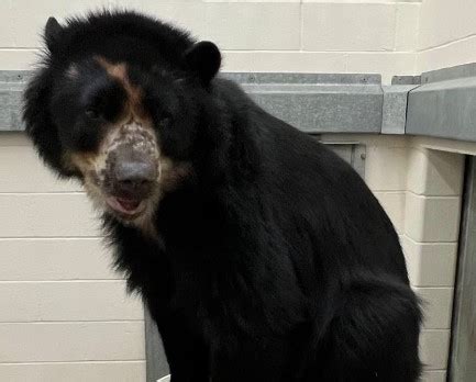 After two escapes, bear from Saint Louis Zoo moving to Texas